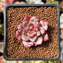 Echeveria 'Boa' 1" New Hybrid Succulent Plant