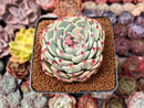 Echeveria 'Chihuahuaensis' 2"-3" Succulent Plant