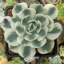 Echeveria 'Compton Carousel' 2"-3" Succulent Plant