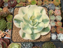 Echeveria 'Compton Carousel' 3" Succulent Plant