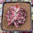 Echeveria 'Bradley' 2"-3" Succulent Plant