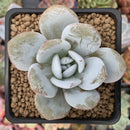 Echeveria 'Laui' 2" Powdery Succulent Plant