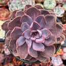 Echeveria 'Perle von Nurnberg' Variegated 5" Succulent Plant