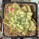 Echeveria Agavoides 'Maria' 2" Succulent Plant