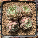 Echeveria 'Ben Badis' Cluster 3" Succulent Plant