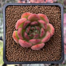 Echeveria Agavoides sp. 1" Succulent Plant