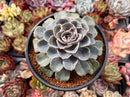 Echeveria 'Swell Race' 4"-5" New Hybrid Succulent Plant