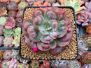 Echeveria 'Hearts Delight' 3"-4" Succulent Plant
