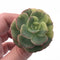 Echeveria Nicksana Variegated 1”-2” Rare Succulent Plant