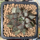 Echeveria 'Purpusorum' White Form 1" Succulent Plant