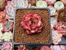 Echeveria Agavoides 'Tim' 1" Succulent Plant