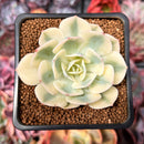 Echeveria 'Compton Carousel' 2" Succulent Plant
