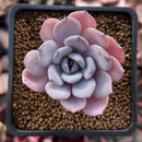 Echeveria 'Icy Purple' 1"-2" Powdery Succulent Plant