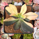 Echeveria 'Hanaikada' Variegated 3" Succulent Plant
