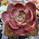 Echeveria 'Red Tan' 2"-3" Succulent Plant
