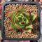 Echeveria Agavoides 'Ebony' 1"-2" Succulent Plant