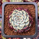 Echeveria 'Sarahime' 1" Succulent Plant