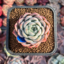 Echeveria 'White Rose' 2" Seed Grown Succulent Plant