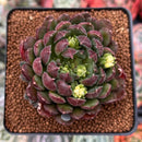 Echeveria 'Scorpio' 2" Succulent Plant