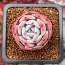 Echeveria 'Horizon' 1" Succulent Plant