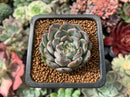 Echeveria 'Mata' 1" New Hybrid Succulent Plant