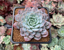 Echeveria 'Raffine' 2" Succulent Plant