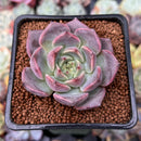 Echeveria 'Cindy' 1"-2" Succulent Plant