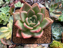 Echeveria 'White Champaign' 3"-4" Succulent Plant