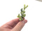 Corpuscalaria 'Lehmanii' Variegated 2" Rare Succulent Plant