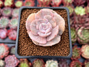 Echeveria 'Lilacina' Mutated 1"-2" Succulent Plant
