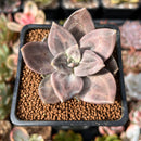 Echeveria 'Xichuensis' 2" Succulent Plant