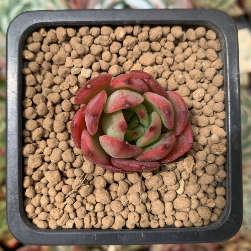 small red succulent plant Echeveria Agavoides 'Real Red' 1" Small Succulent Plant