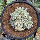 Echeveria 'Mebina' Variegated 4" Cluster Succulent Plant