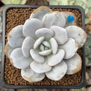 Echeveria 'Laui' 2" Powdery Succulent Plant