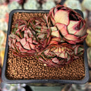 Echeveria 'Yangjin' 2" Crested Succulent Plant