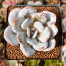 Echeveria Laui 2" Powdery Succulent Plant