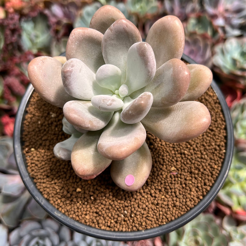 bracteosum succulent Pachyphytum 'Bracteosum' 4" Succulent Plant – True Succulents Plant Co
