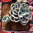 Pachyveria 'Orpet' 3" Cluster Succulent Plant