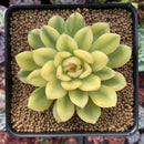 Echeveria 'Pulidonis' Vairegated 3" Succulent Plant