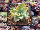 Echeveria 'Harry Watson' Variegated 3” Succulent Plant