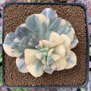 Echeveria 'Cubic Frost' Variegated 2"-3" Succulent Plant