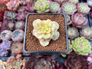 Sedeveria 'Rolly' Variegated 1" Succulent Plant