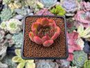 Echeveria Agavoides sp. 1" Succulent Plant