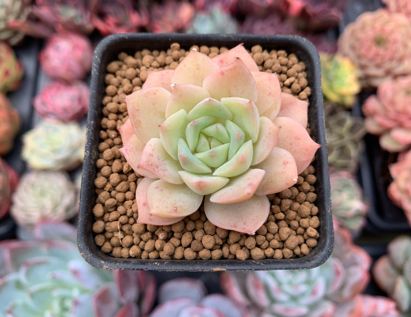 fun succulents Echeveria 'Fun Queen' 2" Succulent Plant – True Succulents Plant Co