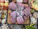 Echeveria 'Linguas' 3" Succulent Plant