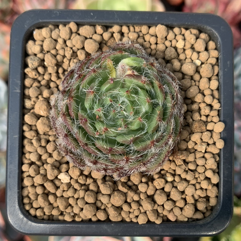 setosa succulent Echeveria 'Setosa V. Minor' 1" Succulent Plant – True Succulents Plant Co