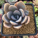 Echeveria 'Amethystinum' x 'Cante' 2"-3" New Hybrid Succulent Plant