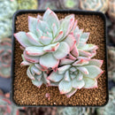 Echeveria 'Blue Bird' Hybrid Cluster 3" Succulent Plant