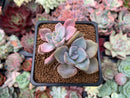 Graptoveria 'Mrs. Richards' Variegated 2" Succulent Plant