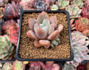 Echeveria 'Monroe Queen' 2" Powdery Succulent Plant